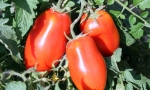 TOMATO San Marzano Gigante RE3106 