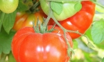 TOMATO Marmande RE3107