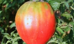 TOMATO Cuor di Bue RE3108 