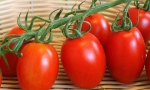 TOMATO Rio Grande RE3101 