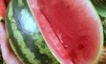 WATERMELON Seed Less RE0105 