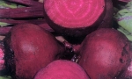 RED BEET Detroit 2 RE0601 