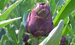 ARTICHOKE Purple of Romagna RE0801