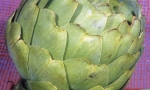 ARTICHOKE Green Globe RE0802