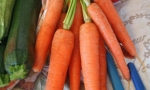 CARROT Flakkee RE1002 