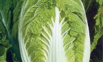 CHINESE CABBAGE Chinese Michihili RE0701