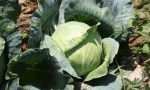 CABBAGE Golden Acre RE1214 