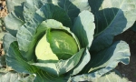 CABBAGE Glory of Enkhuizen RE1225 