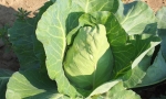 CABBAGE Bacalan de Rennes RE1218 