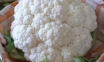 CAULIFLOWER Gigante di Napoli Natalino RE1101 