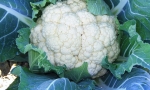 CAULIFLOWER Snowball Y RE1103