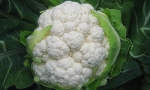 CAULIFLOWER Igloo RE1103 