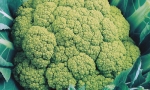 CAULIFLOWER Green Macerata RE1104 