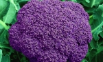 CAULIFLOWER Purple of Sicily RE1105 