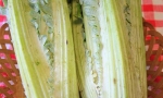 CARDOON Large Smooth Gobbo di Nizza RE0901 