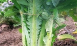 CARDOON Gigante di Romagna RE0903 