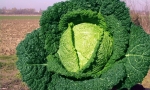 SAVOY CABBAGE Vertus RE1209 