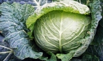 CABBAGE Aubervilliers RE1221 