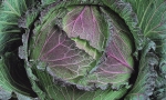 SAVOY CABBAGE Verza di Verona RE1208 