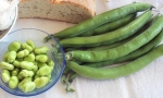 BROAD BEAN Supersimonia RE2102 