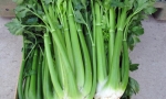 CELERY White Pascal RE3804 