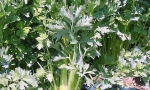 CELERY For Cutting RE3801 