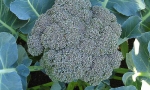 BROCCOLI GREEN SPROUTING Calabrese RE1201