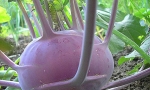 KOHLRABI Purple Vienna REM1211