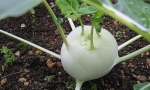 KOHLRABI White Vienna RE1203 