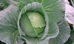 CABBAGE Brunswick RE1205 